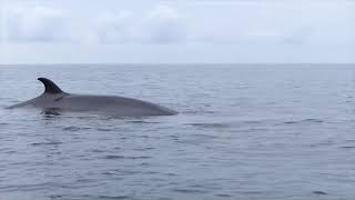 Close Encounter With A Minke Whale Near St Michaels Mount