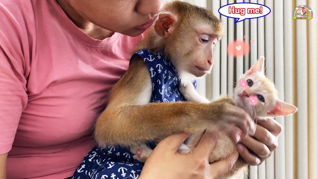 So cute! Monkey Lyly with adorable moments with neighbor's kitten