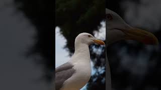 relaxingmusic sleepmusic birdslover youtubeshorts birds animals birdsounds nature theamazin