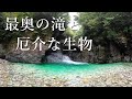 【想定外の最終釣行】危険生物！？最奥の滝で待ち構えていた厄介な者とは…【渓流釣り】