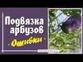 Ошибки при вертикальной подвязке арбузов