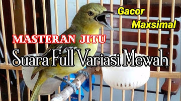 Masteran Dan Terapi Sirtu/Cipoh Paling Jitu // Full Isian Variasi