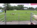 Geese herding in Aberfoyle Scotland at The Scottish Wool Centre