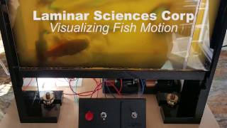 LSC - Visualizing Fish Motion