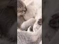 Cat love🐱#cats#animals#catlove#catvideos