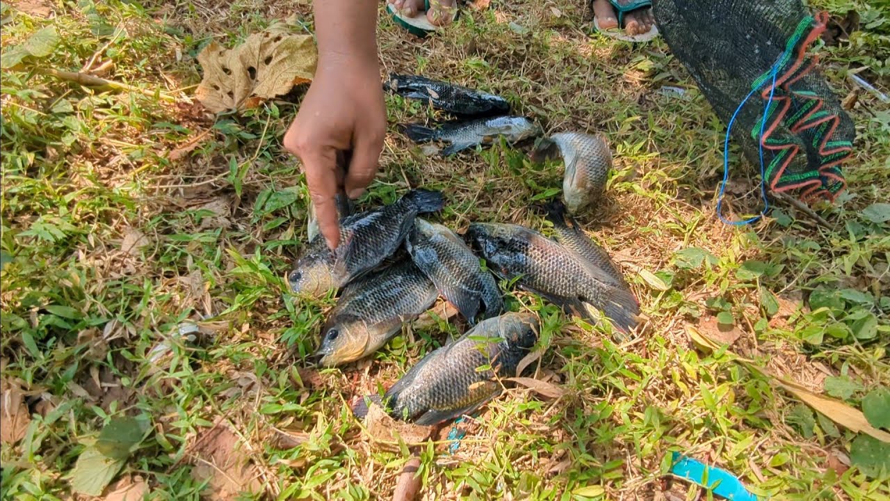 Kotomono angler sedang live mancing mujair dan nila di rusuh ikan wader