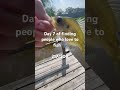 #fishing #dirtking #bass #bassfeatured #fish #bassfishing #fishinglife #angler #memes #teamtackle