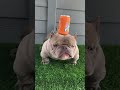 Frenchie Every Day 19 #frenchie #cutedogs #bulldog #funnypets #puppy #funny #cute #pets