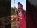 Ramati Angelboy Tash Peria Challenge 