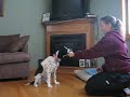 Jas the English Springer Spaniel doing tricks