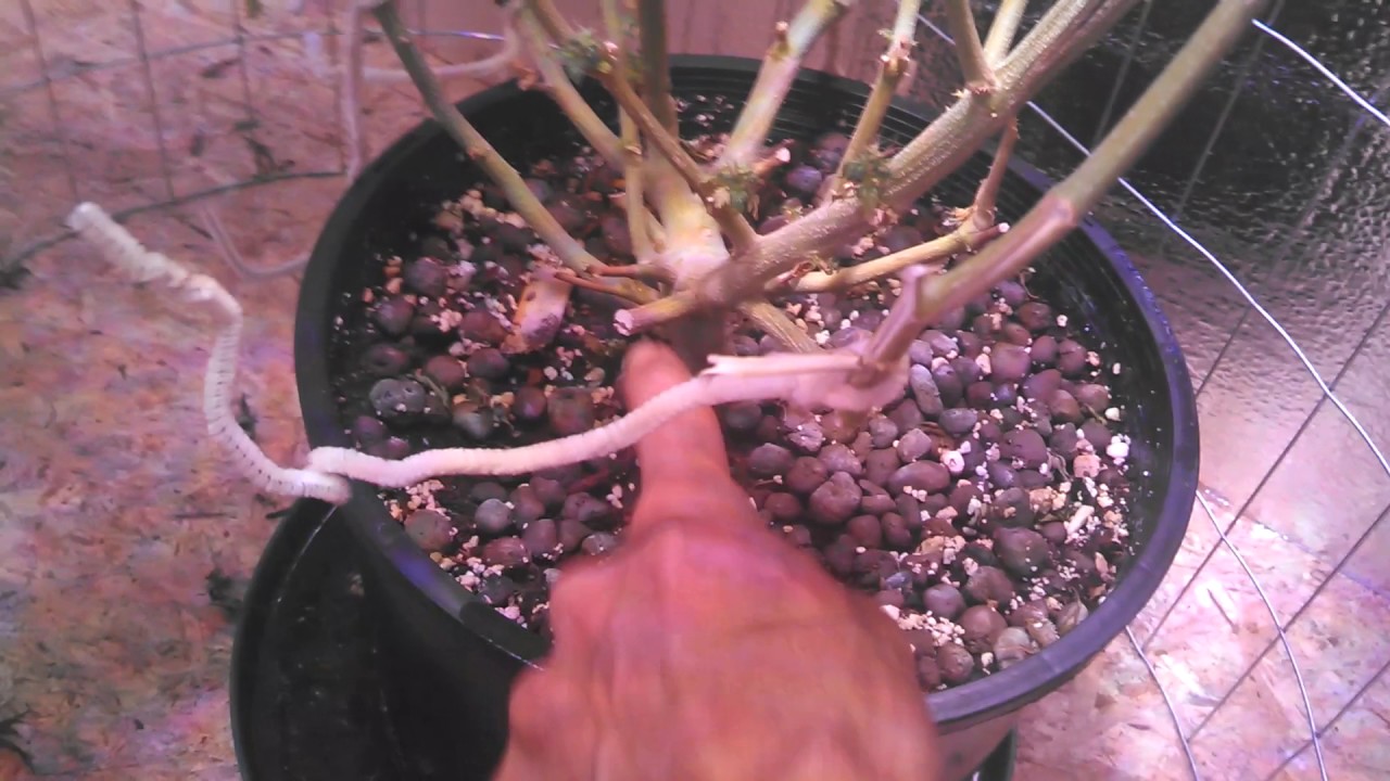 Day 44 Cheese #3 update.  Perfect Sun Goliath and Dwarf Star