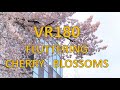 VR180 FLUTTERING CHERRY BLOSSOMS.
