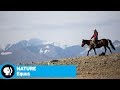 Horses and Their Relationship with Humans