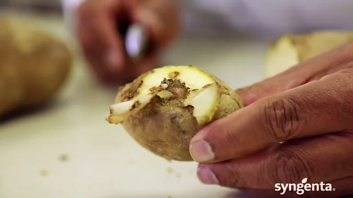 Managing Fusarium in Potatoes