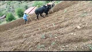 Así Se Labra La Tierra En Oaxaca