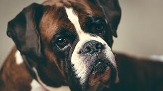 Understanding Boxer Health from Puppy to Senior by Doggoland USA 33 views 8 days ago 4 minutes, 2 seconds