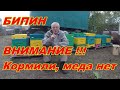 Бипин Слов нет Всегда ли кормление пчел приносит результат