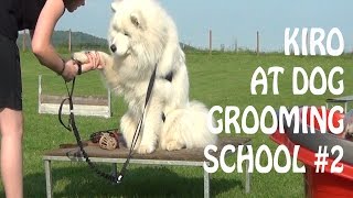 Samoyed at dog grooming school #2 by Kiro 5,519 views 7 years ago 2 minutes, 26 seconds