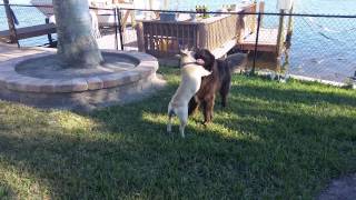 Ripley the Frenchie and Kona the Newfie playing