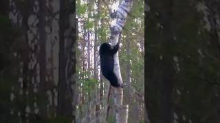 "Bear Climbs Tree After Arrow Shot 😱?❓ #bearcall #hunting #hunthowdown #wildlife #bearhunting