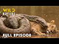 Battle for Survival (Full Episode) | Savage Kingdom | Animal documentary