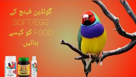 How to make SOFT/EGG FOOD for Finches || Very easy to make || Full detailed video