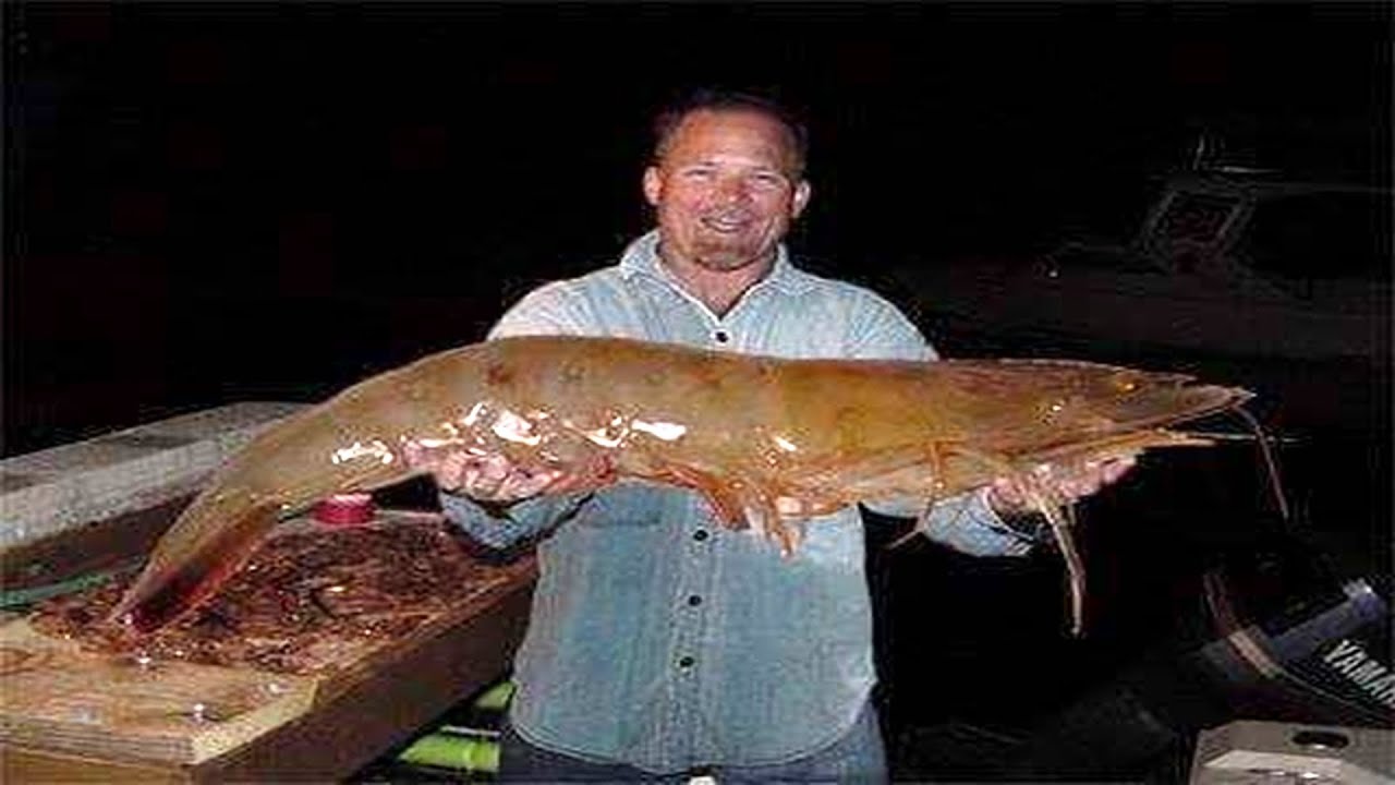 Download You Won't Believe these Amazing Creatures Exists | Top 5 Biggest Shrimp Ever Caught