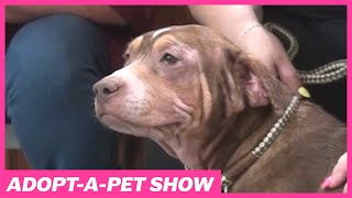 Watch the Latest Lake Havasu Adopt-A-Pet Show (July 17, 2024)