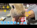 #94【うさピューレ】ミニうさぎにうさチュールをあげてみた　～She Loves New Treat～