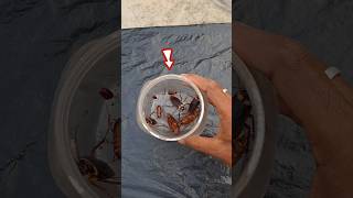 Lakshman Rekha Vs Roach