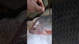 wow Amazing fishing sriLanka?? කොහොමද? මාලුවා? village fish market shorts