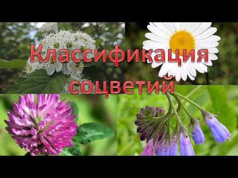 Классификация соцветий
