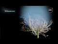 Microesfera - Quirurgico And Brazilian (STA033)