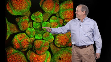 Elliot Meyerowitz (Caltech, HHMI) 2: Plant development: Modeling Arabidopsis phyllotaxis