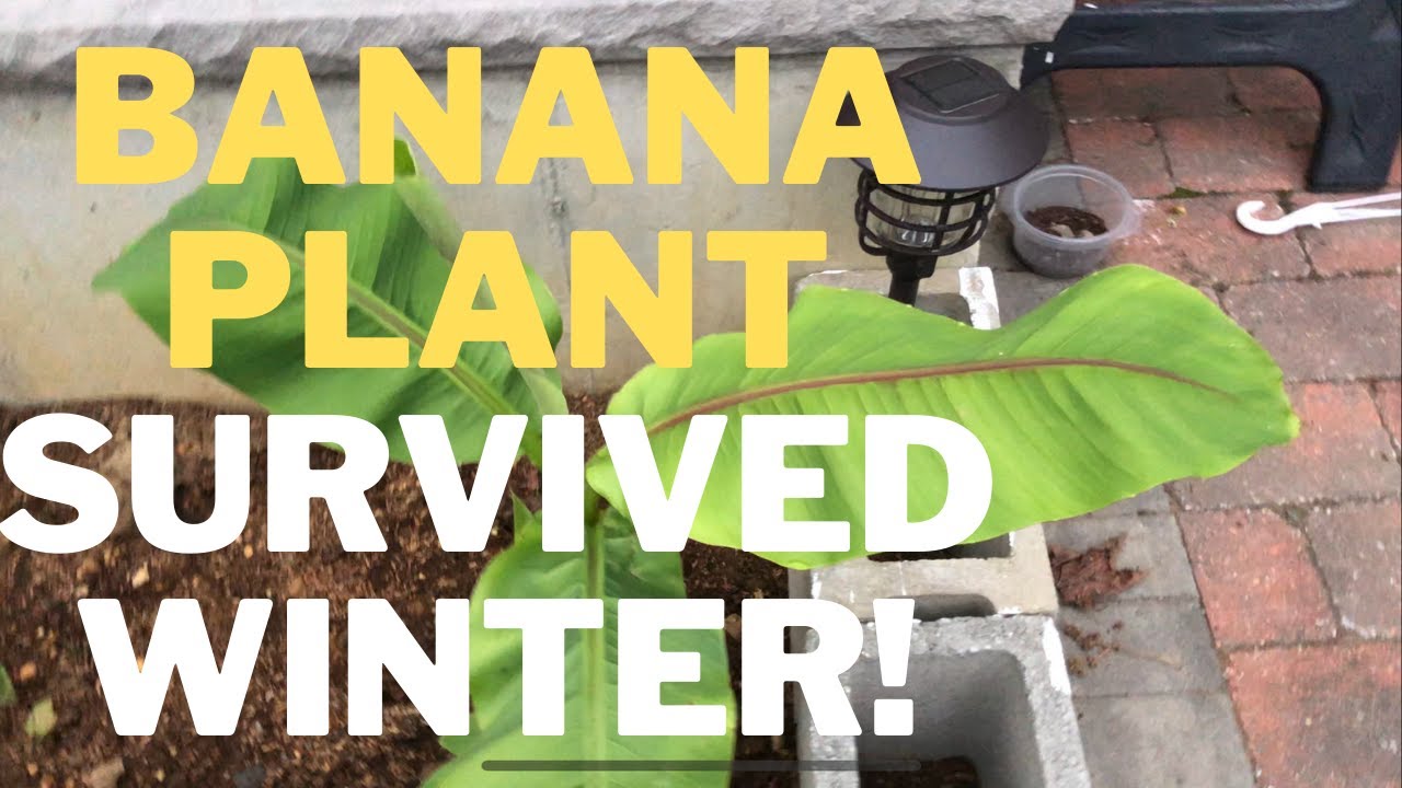 Banana plant survived winter!