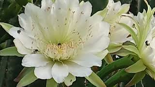 Cactus Mandacaru