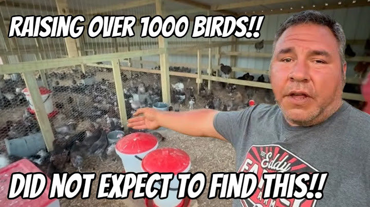 I Found A Huge Surprise Today!! ￼I Think It’s Time To Sell￼ Some Chickens￼