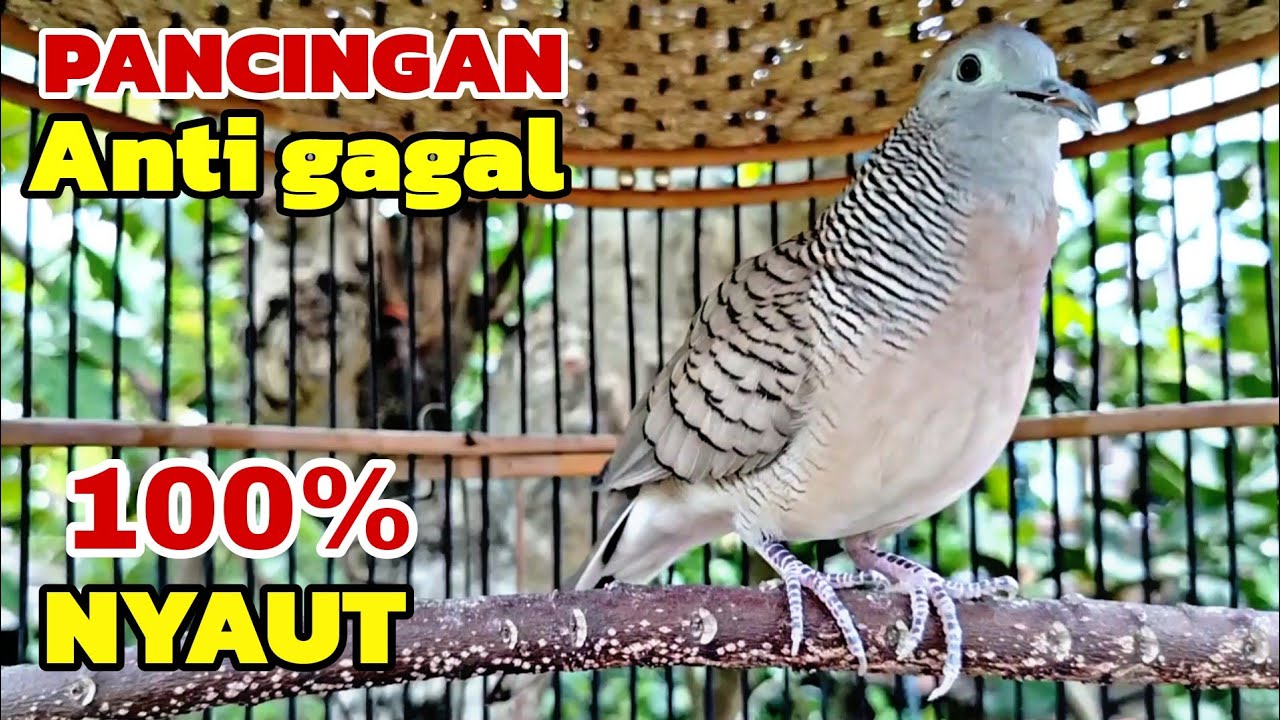 Perkutut lokal gacor PANCINGAN ANTI GAGAL 100% Pasti nyaut 