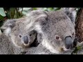 &#39;Apparently they&#39;re expendable now&#39;: Wind farm project to destroy koala habitat