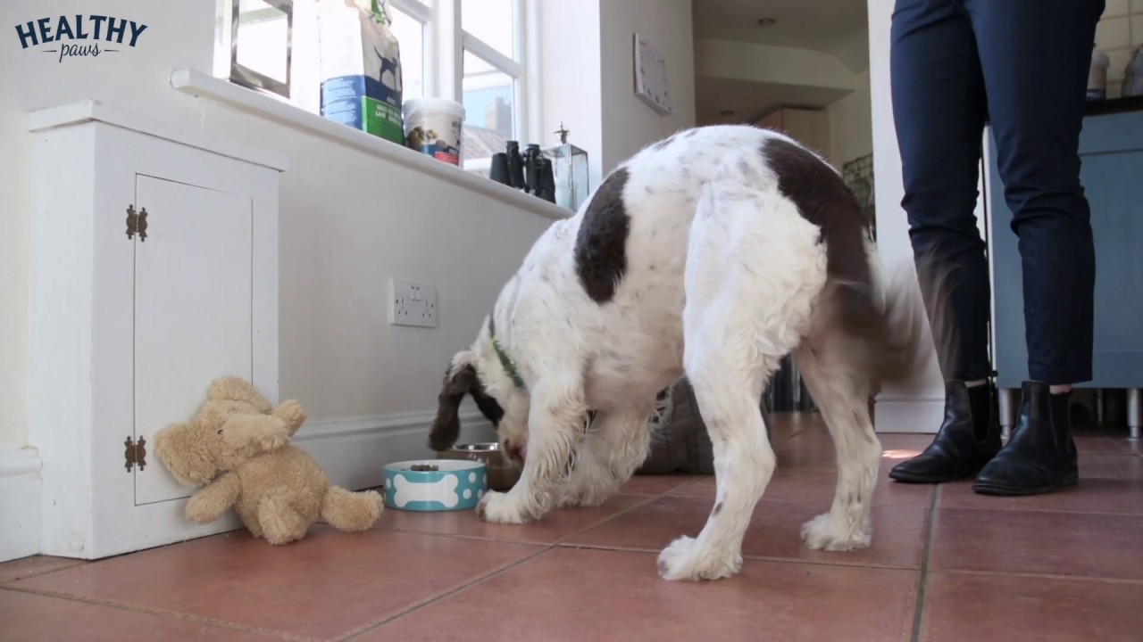 Healthy Paws Dog Nutrition