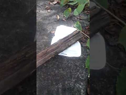 Video Phôi Cẩm lai - youtube