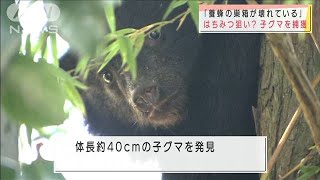 住宅街に“木登り”子グマ　麻酔銃で捕獲　宇都宮(2020年11月8日)