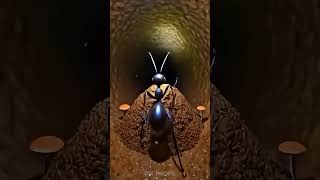 POV: Riding an Ant Through Its Underground City 🐜