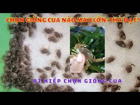 Video KINH NGHIỆM CHỌN GIỐNG CUA CHẤT LƯỢNG, 