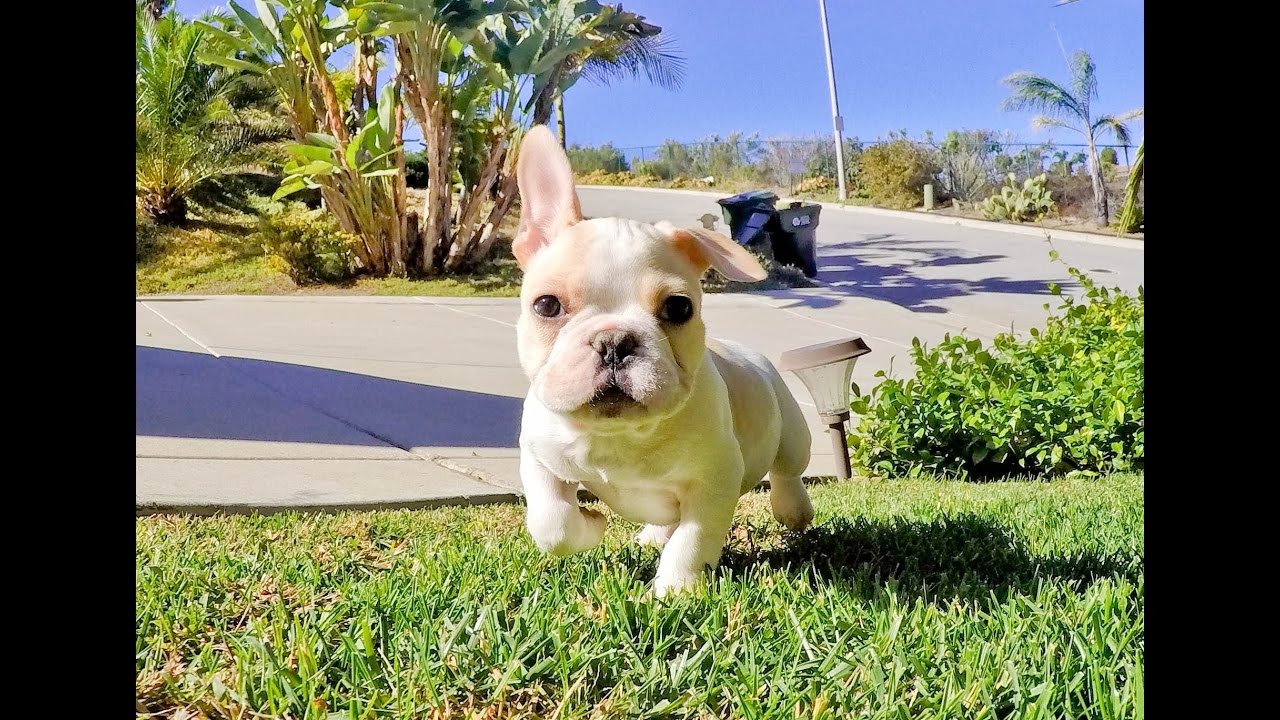 Meet "Rocky", our adorable French Bulldog male puppy for ...