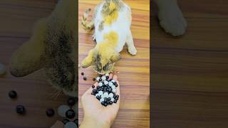 Satisfying Relaxing ASMR 🌈 Beads & Magic Cat 🐾 | Colorful Visual ASMR | #funny #cat #kitten #cutecat screenshot 1