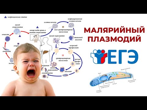 ЖИЗНЕННЫЙ ЦИКЛ МАЛЯРИЙНОГО ПЛАЗМОДИЯ ДЛЯ ЕГЭ ПО БИОЛОГИИ