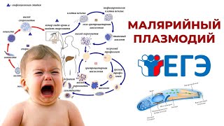 картинка: ЖИЗНЕННЫЙ ЦИКЛ МАЛЯРИЙНОГО ПЛАЗМОДИЯ ДЛЯ ЕГЭ ПО БИОЛОГИИ