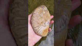 Oxytropidoceras Ammonite Fossil with oysters