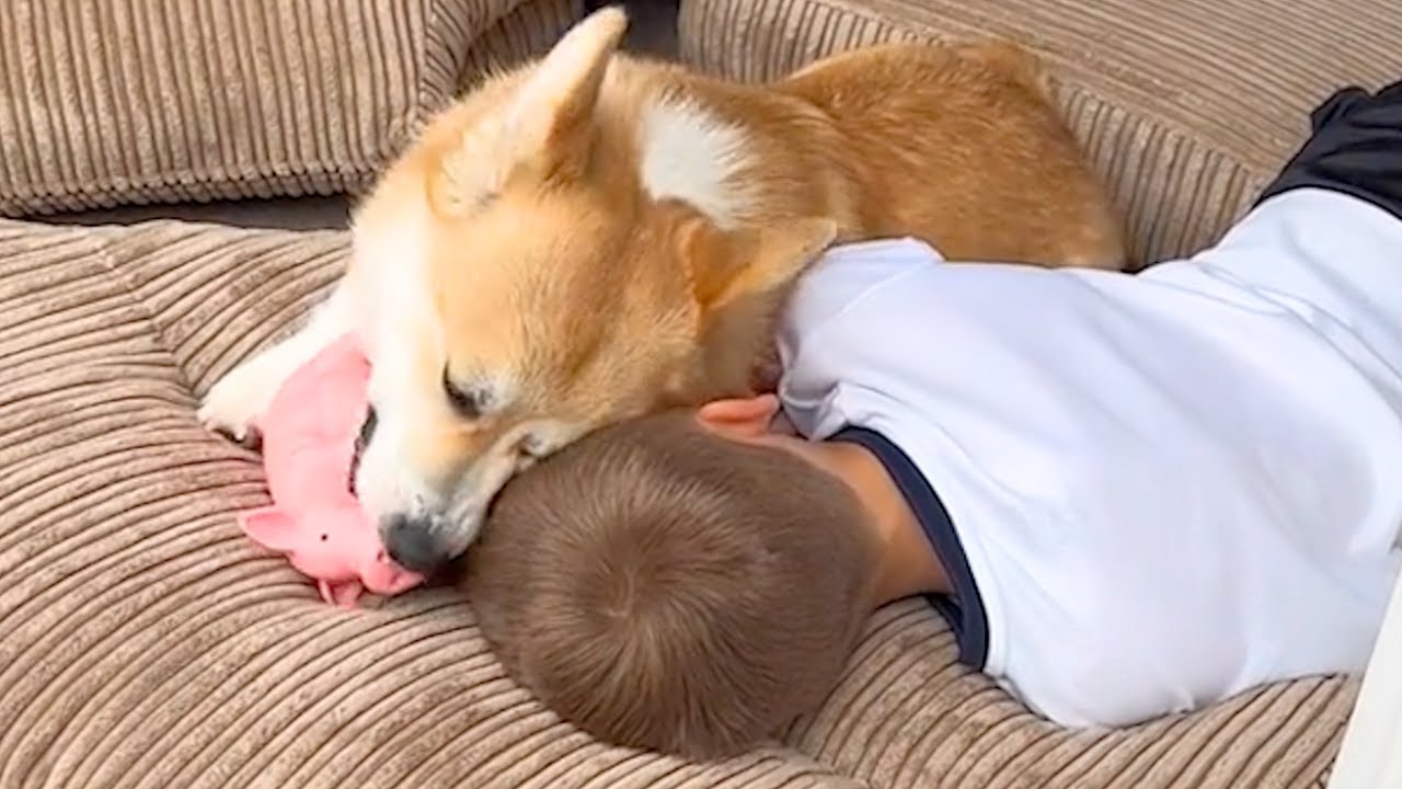Cutest Corgi Benji